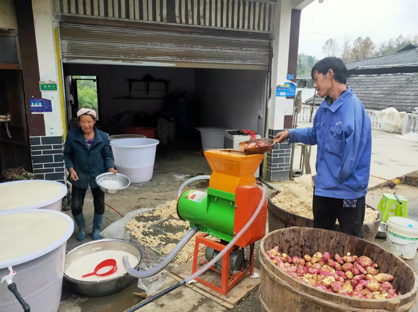 村民陳建紅和母親正在加工紅苕澱粉。楊友攝