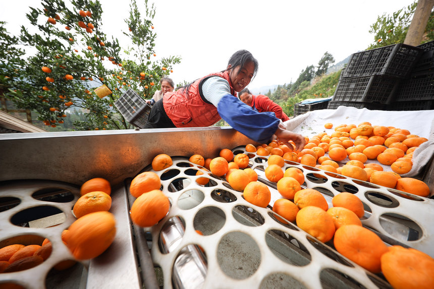 12月20日，村民在貴州省丹寨縣排調鎮方勝村椪柑種植基地分揀椪柑。