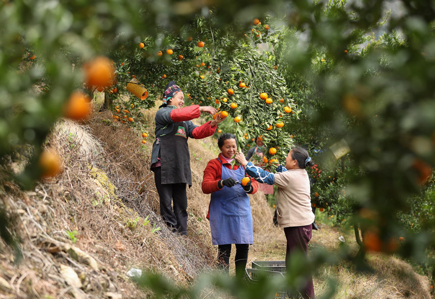 12月20日，村民在貴州省丹寨縣排調鎮方勝村椪柑種植基地收獲椪柑。     
