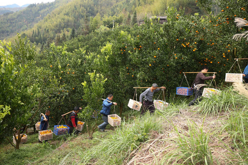 12月20日，村民在貴州省丹寨縣排調鎮方勝村挑運剛收獲的椪柑。