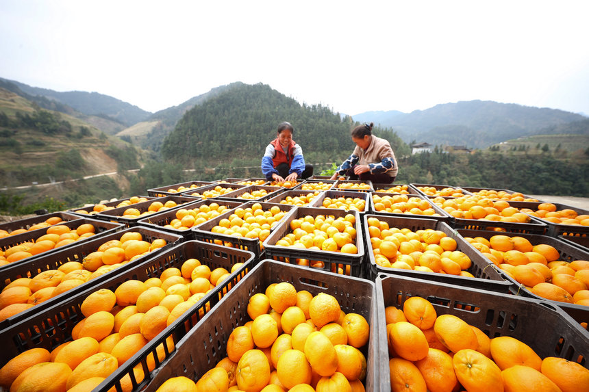 12月20日，村民在貴州省丹寨縣排調鎮方勝村椪柑種植基地挑選椪柑。