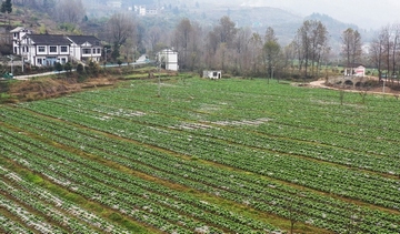 毕节纳雍：冬季果蔬富农助力乡村振兴毕节市纳雍县寨乐镇位于纳雍县北部，平均海拔1581米，年平均气温13.5℃，适宜的气候、肥沃的土地、便利的交通为蔬果种植创造了得天独厚的自然条件。寨乐镇也因此被称为纳雍县的“粮仓”之一。
