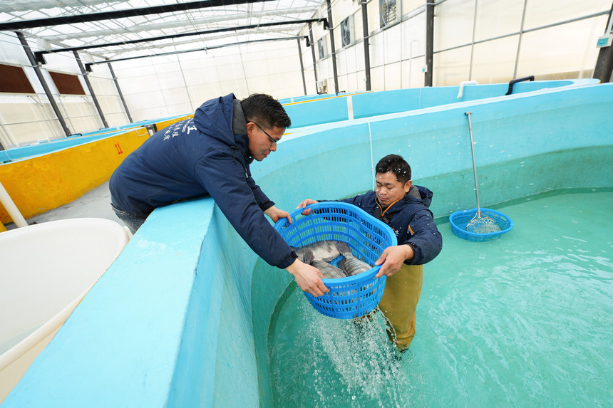 12月22日，在贵州省丹寨县扬武镇羊望村水产养殖基地，工作人员在搬运捕捞的水产品。