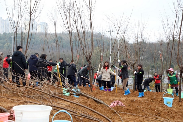 節后上班第一天 觀山湖區開展義務植樹活動。