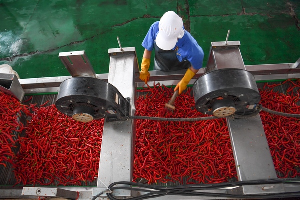麻江县明洋食品厂工人在生产加工。麻江县融媒体中心供图