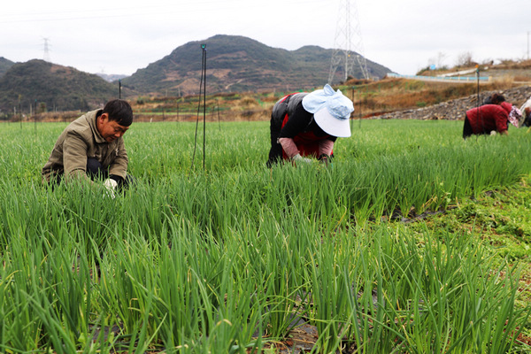 清镇市卫城镇蔡水香葱基地里村民正在除草。