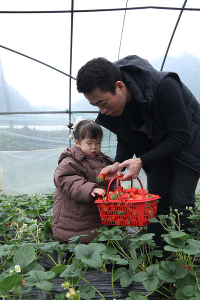 游客在採摘草莓。