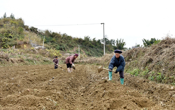 2月19日，群众在沫阳镇沫阳村劳作。