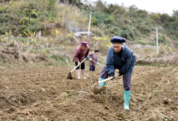 2月19日，群众在沫阳镇沫阳村劳作。