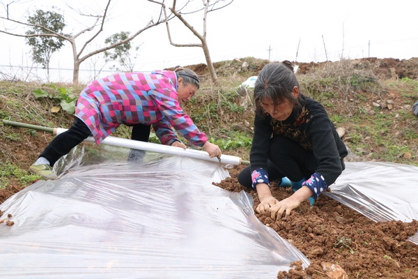 正在黃桃育苗基地忙碌的村民。