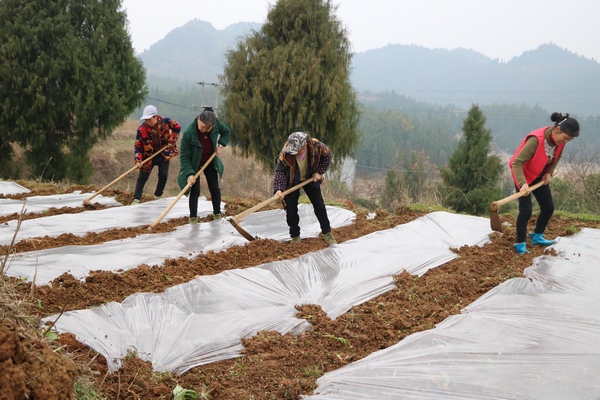 正在黃桃育苗基地忙碌的村民。