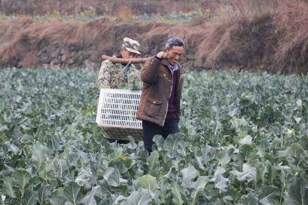 村民正在采收西兰花。