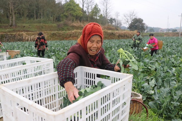 村民正在採收西蘭花。