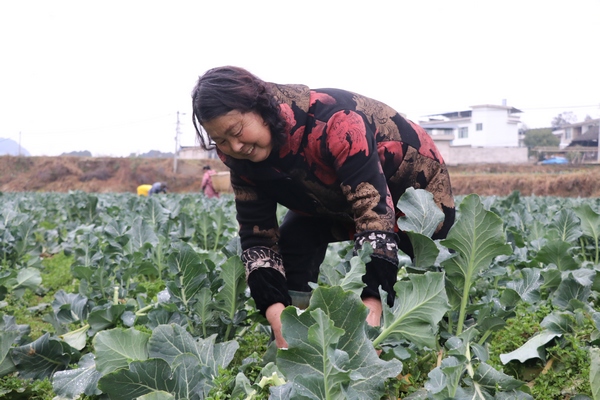 唐順珍在採收西蘭花。