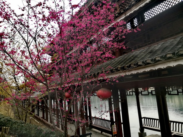 景区江岸的樱花开得正艳。