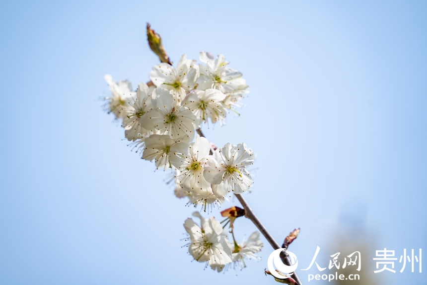 毕节市九洞天景区内盛开的樱桃花。人民网 涂敏摄