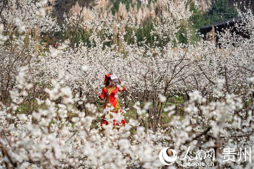 身穿民族服裝的游客在“櫻桃花海”內游玩。人民網 涂敏攝