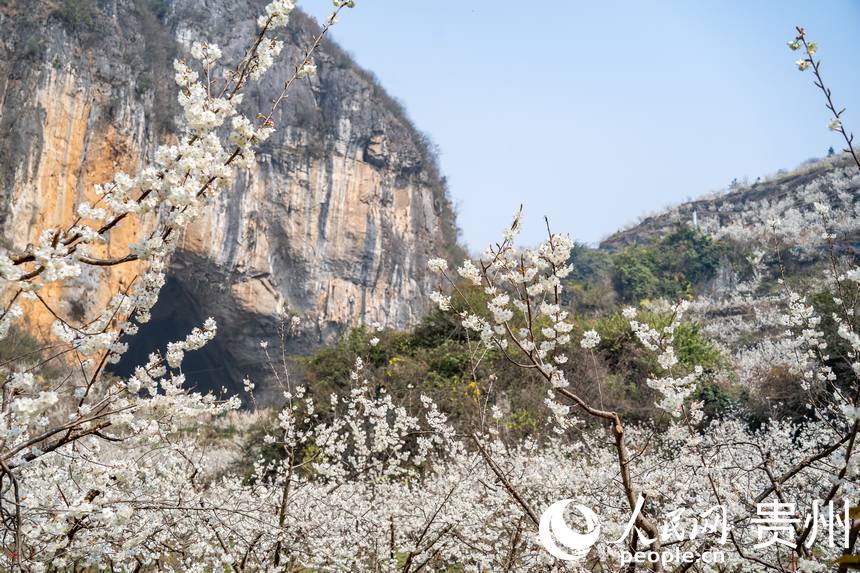 毕节市九洞天景区内盛开的樱桃花。人民网 涂敏摄