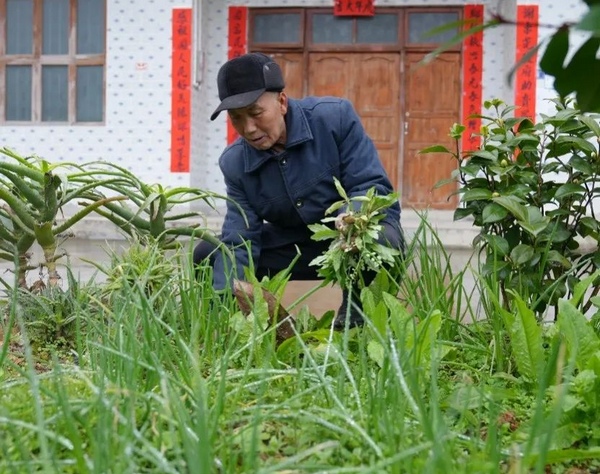 村民汪德強在整理菜園。