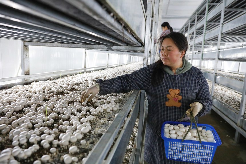 工人们正在采摘成熟的双孢菇。