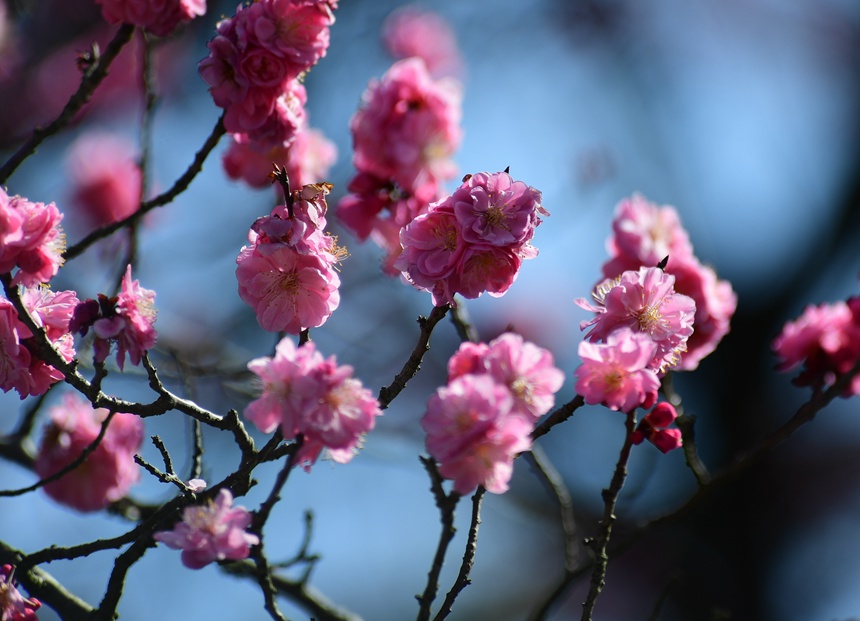 百花湖春景。 