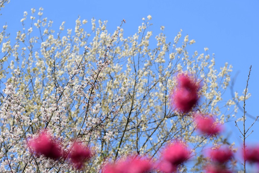 百花湖春景。 