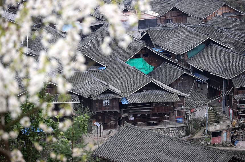 3月12日李子花映衬下的贵州省黔东南苗族侗族自治州丹寨县南皋乡大簸箕苗寨。