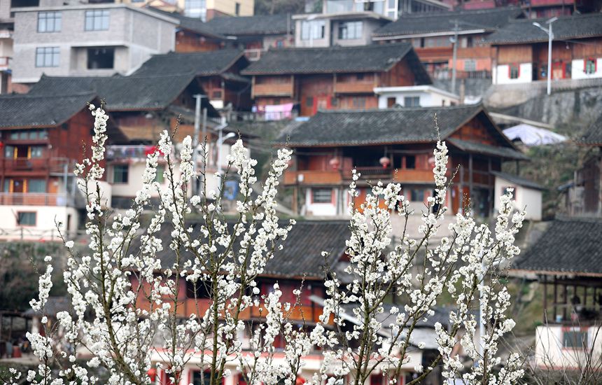3月12日李子花映衬下的贵州省黔东南苗族侗族自治州丹寨县兴仁镇窑货苗寨。