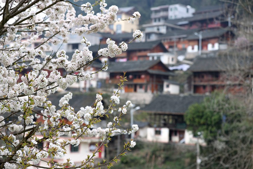3月12日李子花映衬下的贵州省黔东南苗族侗族自治州丹寨县兴仁镇窑货苗寨。