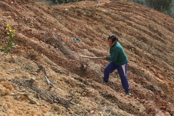 周边村民在油茶基地里起垄土地，为套种烤烟产业做准备。周荣塘摄