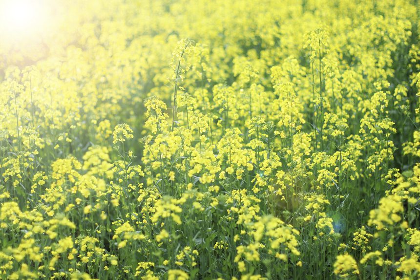 貴州福泉氣坪村的油菜花。李洪靜攝