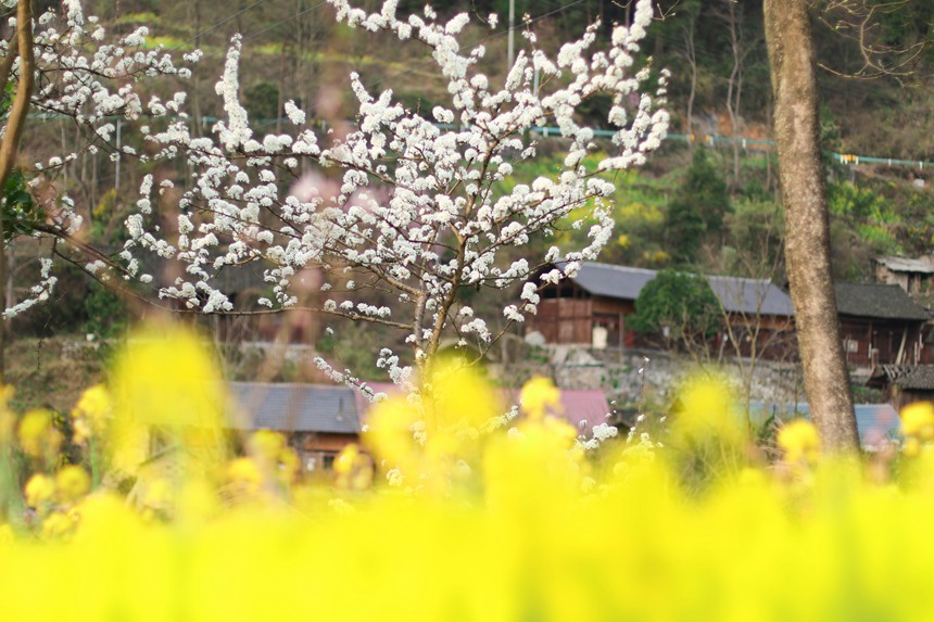 油菜花盛開。李洪靜攝