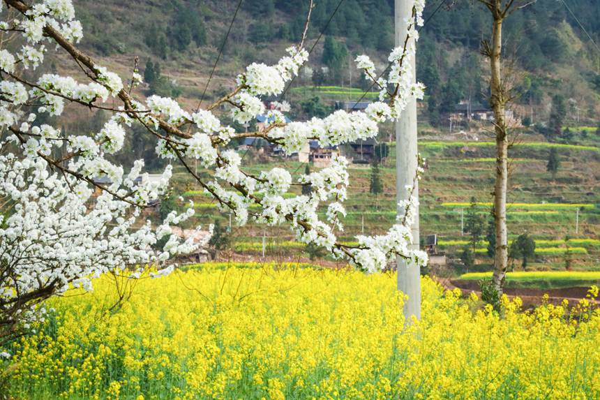 三月初 油菜花綻放。李洪靜攝