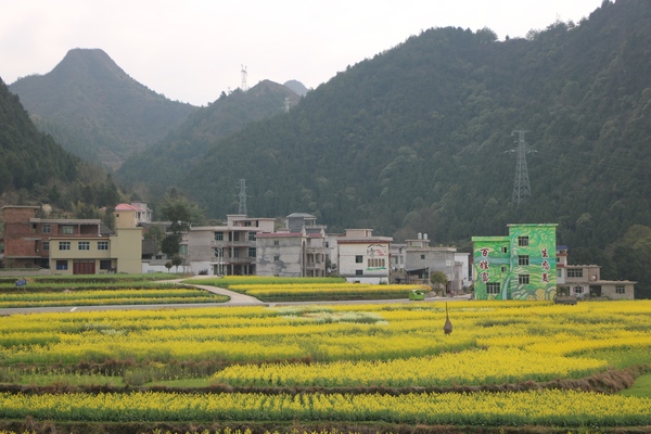 花海一角。