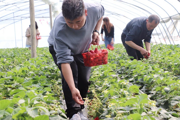 游客正在大棚里采摘草莓。宋志荣摄