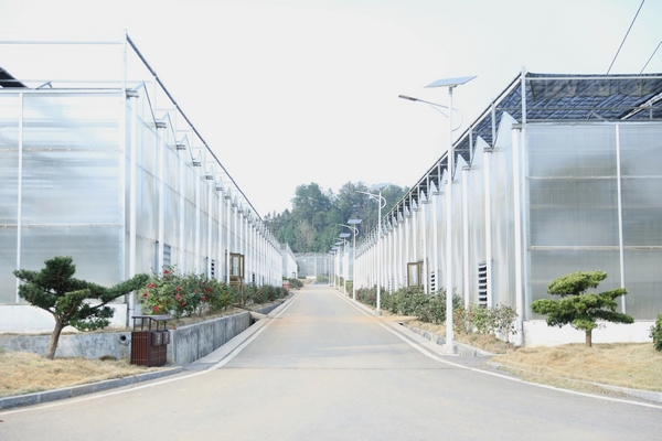 油茶育苗基地一角。