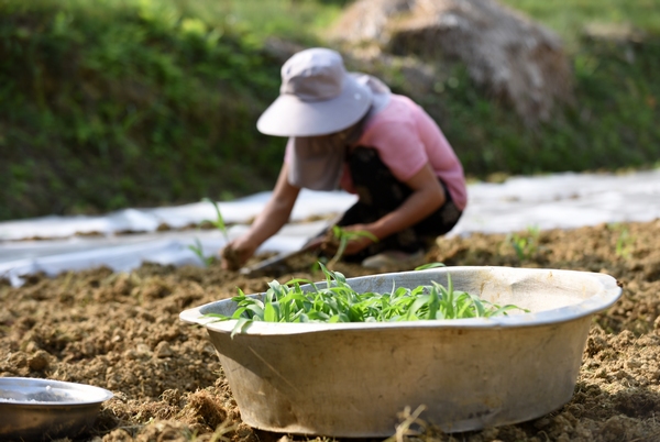 3月20日，村民在罗甸县边阳镇兴隆村种植玉米。