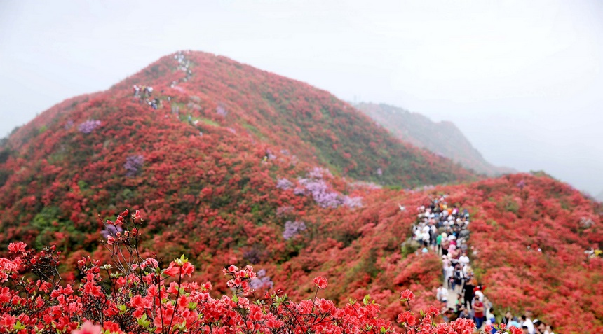 丹寨龍泉山盛開的映山紅。