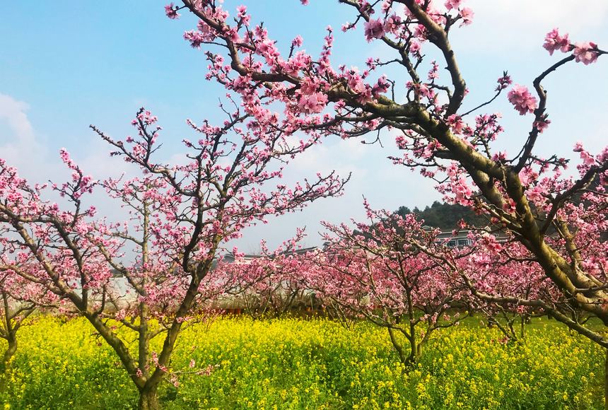 平塘縣平舟鎮苗二河沿岸競相綻放的桃花。