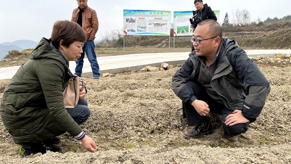 村支两委也在积极想办法推动韭黄产业提质增效，带领村民致富奔小康。伍维玉摄