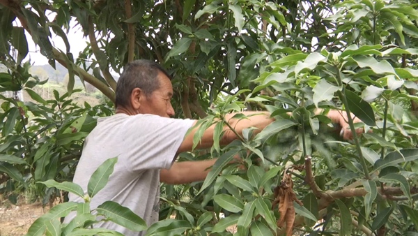 致富种植业_种植致富经_致富种植什么比较赚大钱