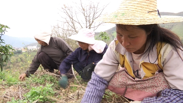 致富种植什么比较赚大钱_致富种植业_种植致富经