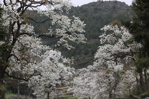 印江自治县龙津街道江家坡村梨园似雪美如画。 梅亚军摄