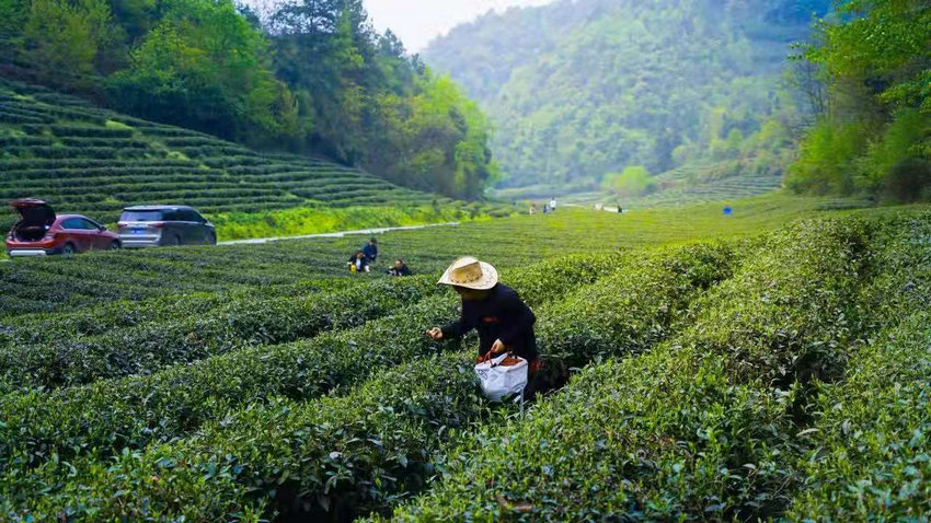 村民正在採茶。