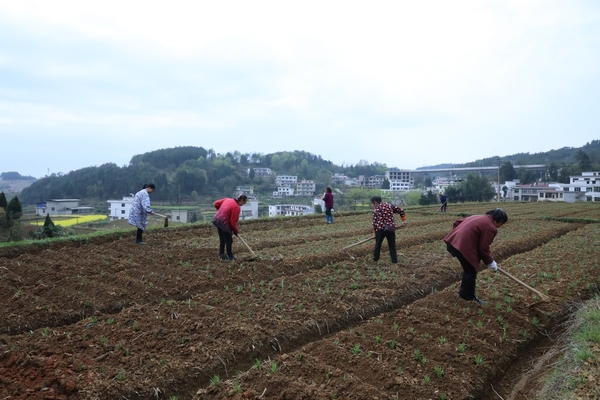 正在百合基地忙碌的村民们。