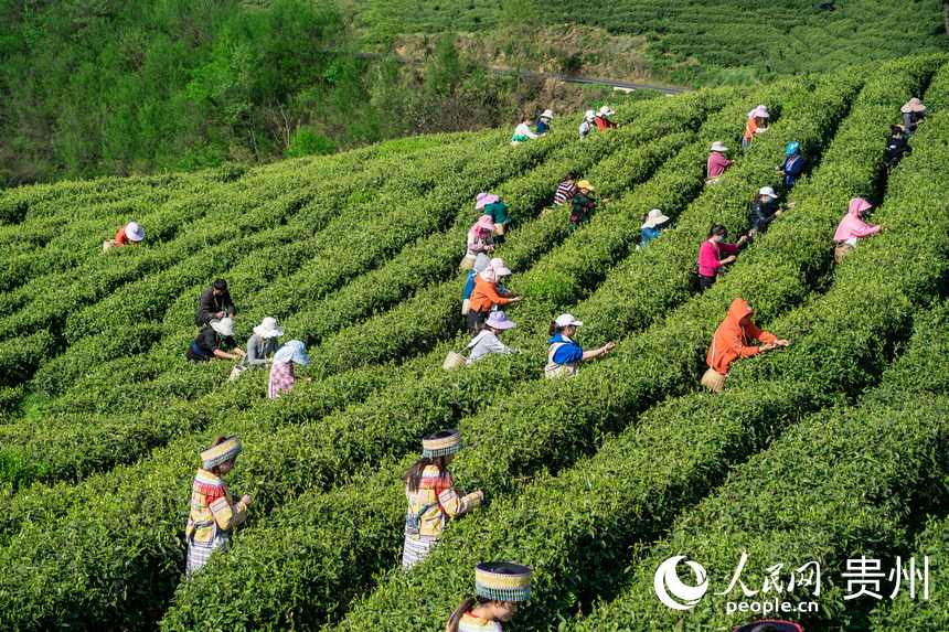 茶農在高寨村茶場參加採茶比賽。人民網 涂敏攝