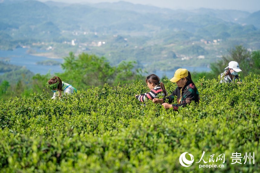 茶農在高寨村茶場參加採茶比賽。人民網 涂敏攝