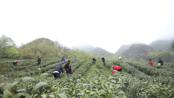 百里杜鹃正在采摘春茶。罗亚军摄