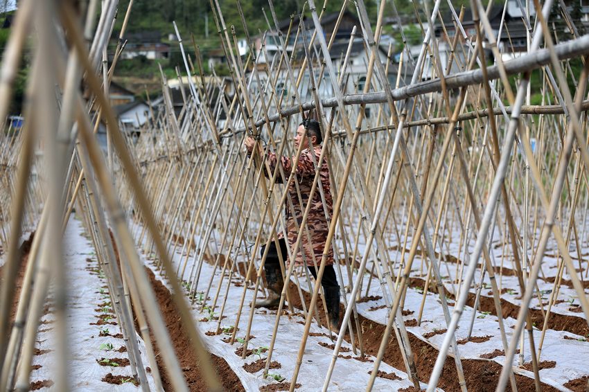 4月2日，農民在搭建冬瓜牽藤架。