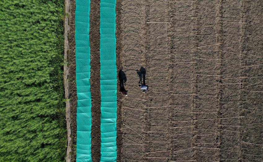 4月3日，農民在田間搭建水稻育秧棚准備育秧苗（無人機照片）。